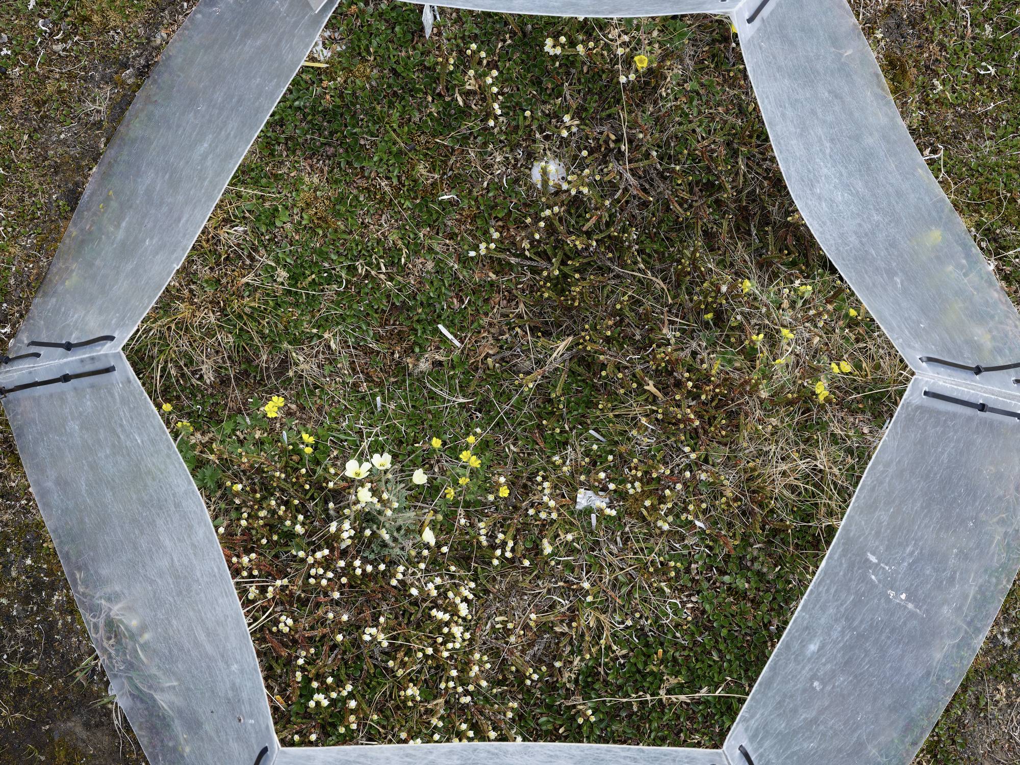 Flowers inside a mini greenhouse